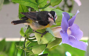 Bananaquit