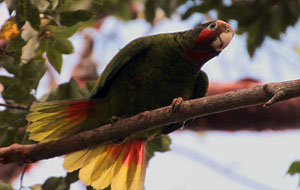 Cayman Parrot