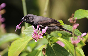 Cuban Bullfinch