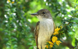 La Sagras Flycatcher