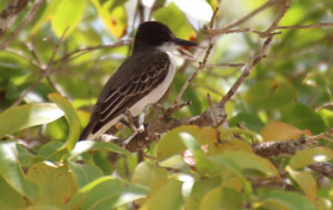 Loggerhead Kingbird