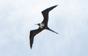 Magnificent Frigatebird