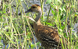 West Indian Whistling Duck