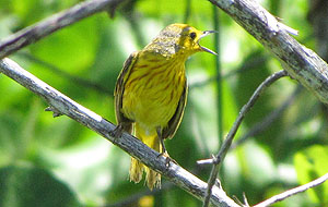 Yellow Warbler