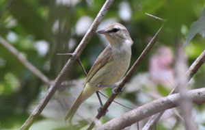 Yucatan Vireo