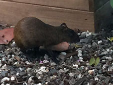 Agouti (Cayman Rabbit) - Joe Dvorsky & Katherine Frank
