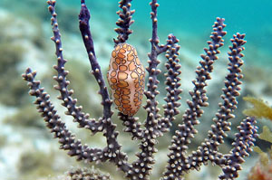 Grand Cayman Snorkeling Unique Sights